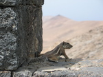 27925 Barbary Ground Squirrel and mountains.jpg